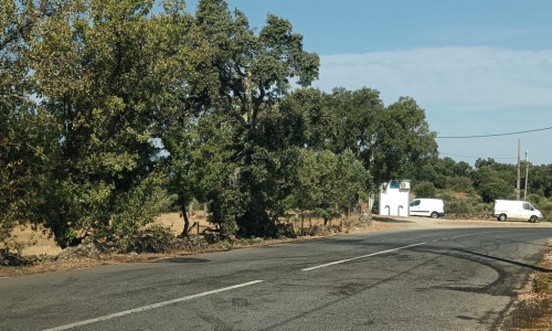 Castelo Branco Woman Dies in Car Crash